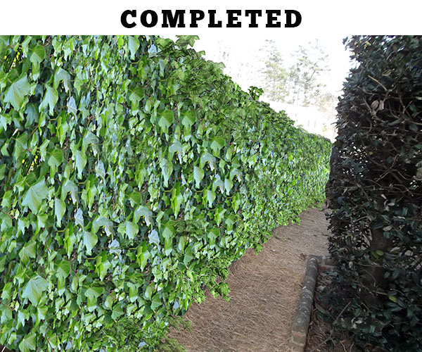 Railroad tie retaining wall repair - construction complete ivy covered wall COMPLETED